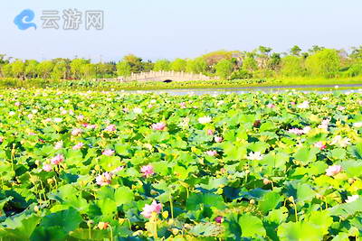 绍兴镜湖湿地公园