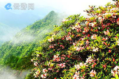 丽水箬寮原始林景区
