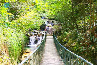 丽水箬寮原始林景区