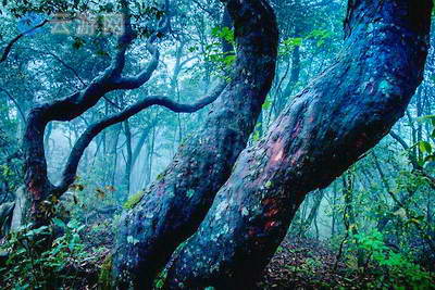 丽水箬寮原始林景区