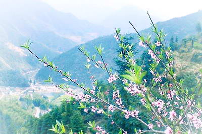 开化古田山风景旅游区
