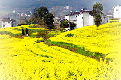 奇芳花谷花卉观光园