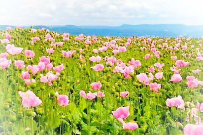 重庆奉节龙会花谷