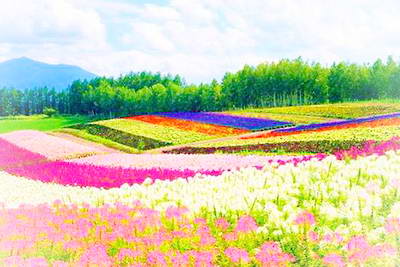 重庆凤凰花海