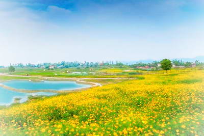 重庆驿都花海