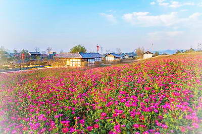 重庆驿都花海