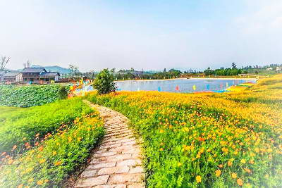 重庆驿都花海