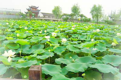 上海益大本草园