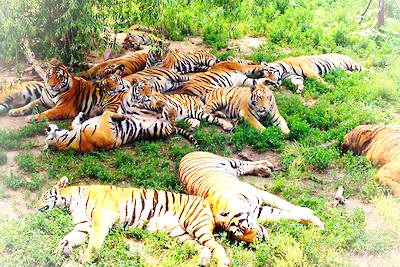 牡丹江海林东北虎林园