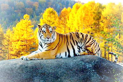 牡丹江海林东北虎林园