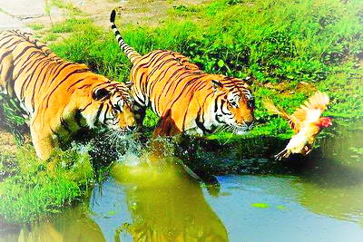 牡丹江海林东北虎林园