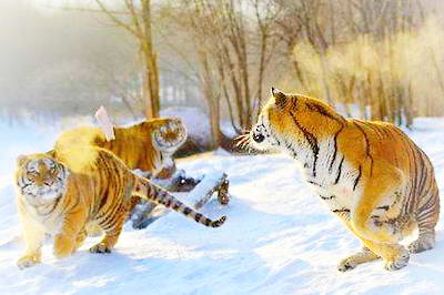 牡丹江海林东北虎林园