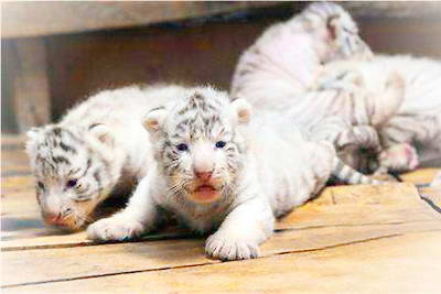 牡丹江海林东北虎林园