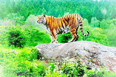 牡丹江海林东北虎林园