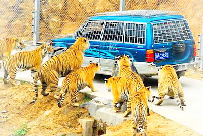 牡丹江海林东北虎林园