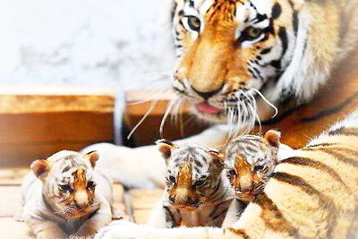 牡丹江海林东北虎林园