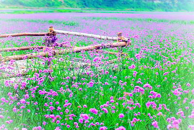 黔南荔波四季花海公园
