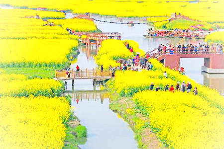 江苏油菜花海