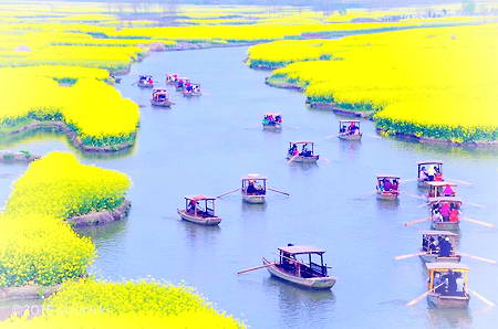 江苏油菜花海