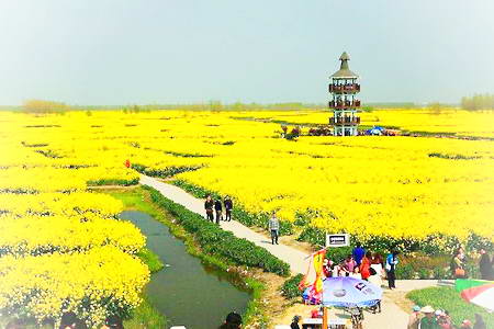 兴化千岛菜花风景区