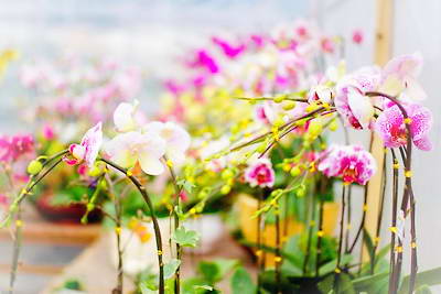 清远花卉小镇