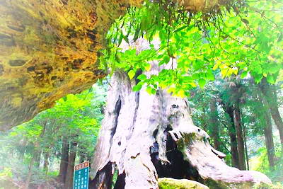 台湾杉林溪景区
