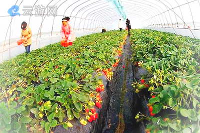 北京昌平木林森采摘园