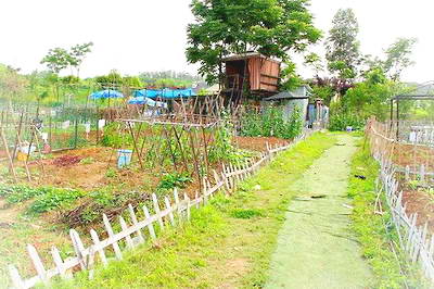 北京顺义谷子地开心农场