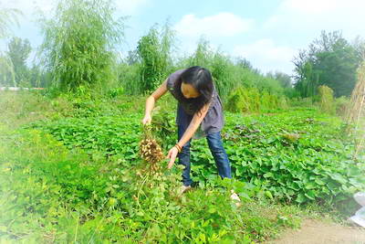 北京顺义谷子地开心农场