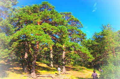 北京西山国家森林公园