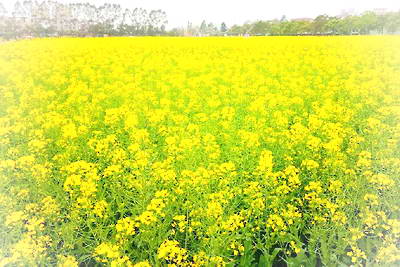 深圳鹏城花千谷