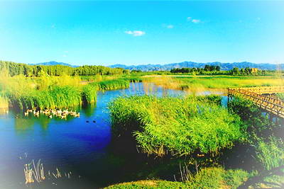 野鸭湖湿地