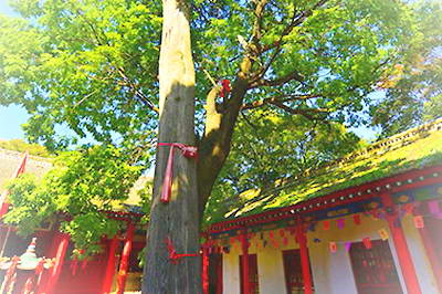 少华山柏抱槐