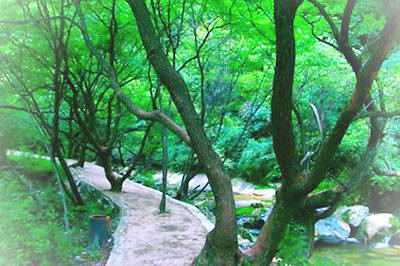 少华山柳林川