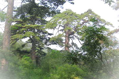 北京门头沟西峰寺森林公园