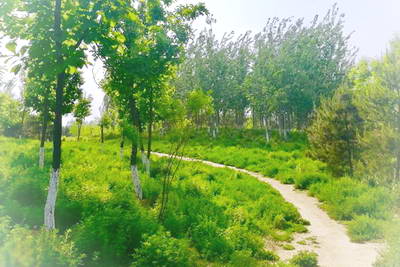 北京中关村森林公园
