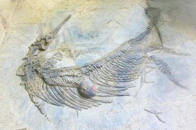 关岭古生物化石群公园