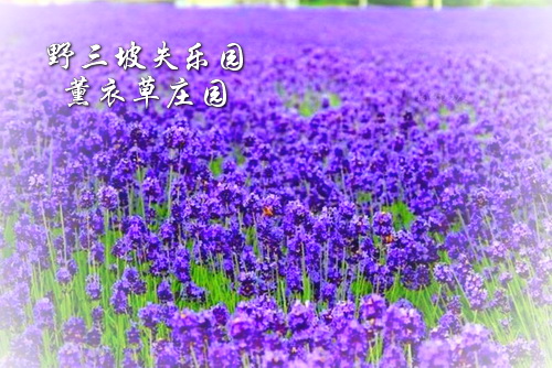 野三坡失乐园薰衣草庄园