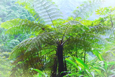 六万大山桫椤