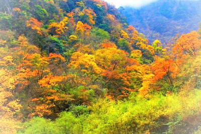 雅安宝兴东拉山大峡谷景区