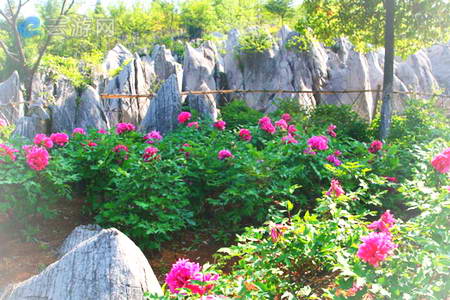 芜湖丫山花海石林风景区