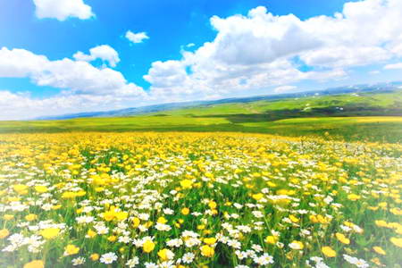 额敏孟布拉克夏牧场