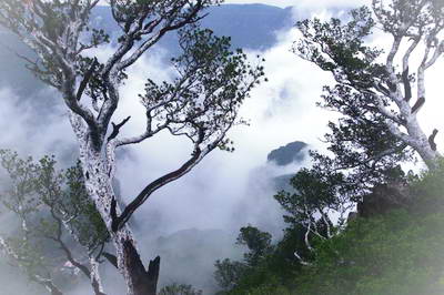 神农山龙鳞松