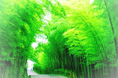重庆永川茶山竹海