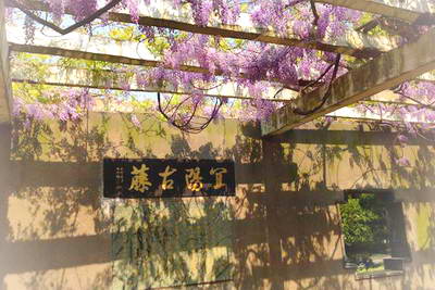 上海闵行古藤园