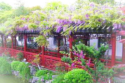 上海闵行古藤园