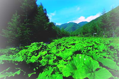 固原野荷谷