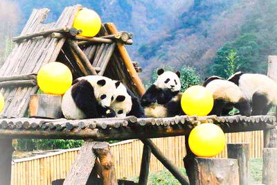 汉中佛坪熊猫谷景区