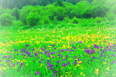 白山岳桦林景区