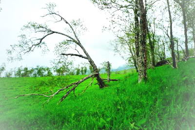 白山岳桦林景区